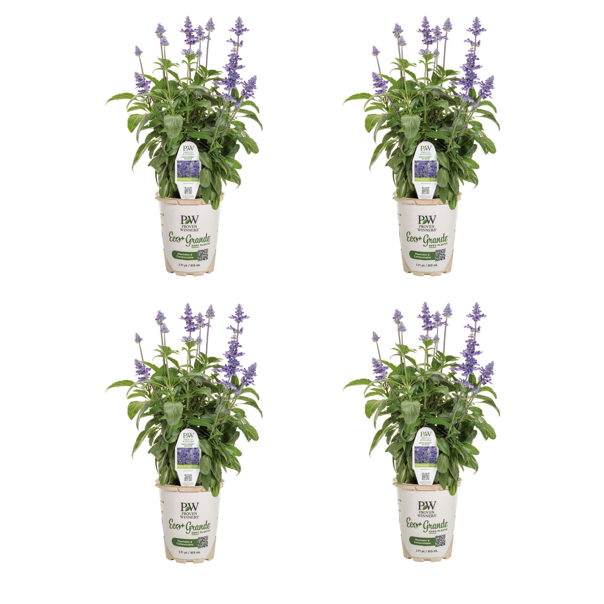 Proven Winners 4" Unplugged So Blue Mealycup Sage Live Plant in 4.25" Pot (4 Count)