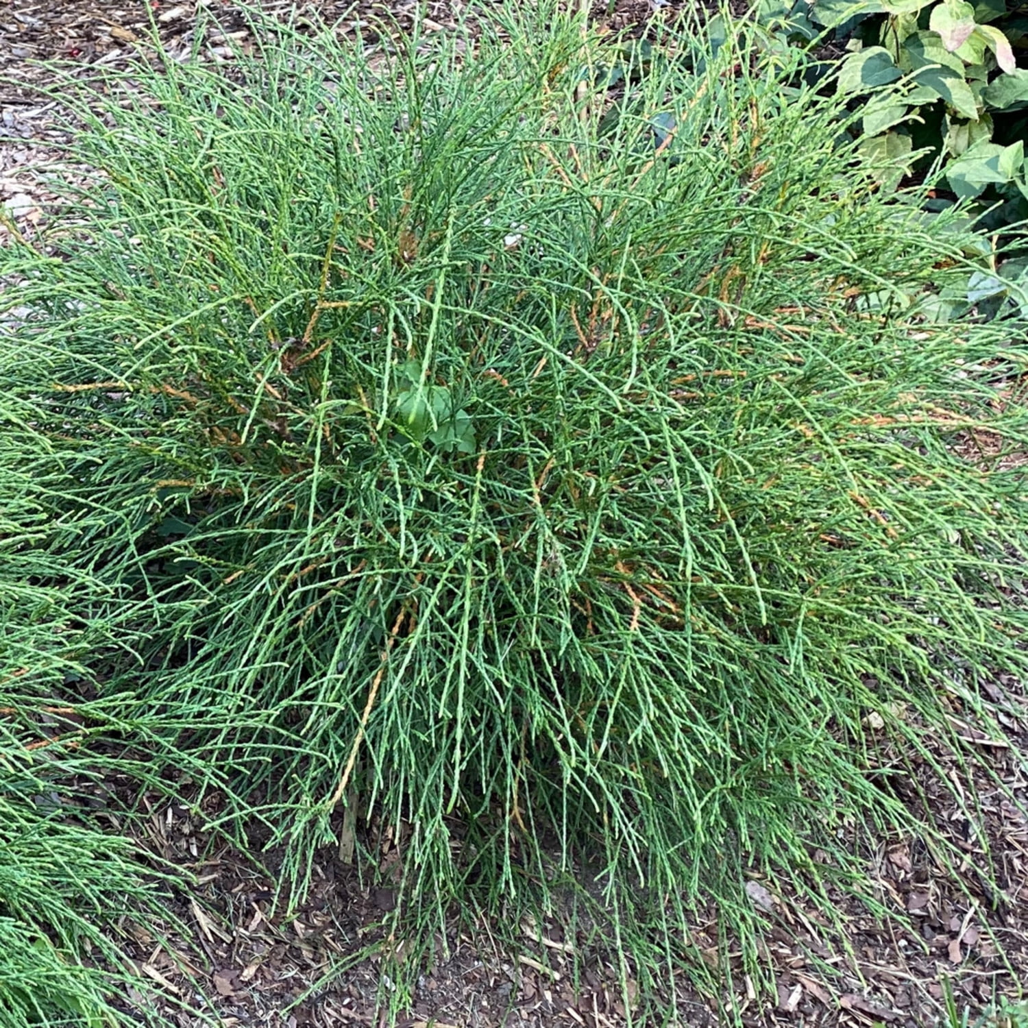Proven Winners ColorChoice 6" Whip It Good Arborvitae Live Plant in 7.5" Pot