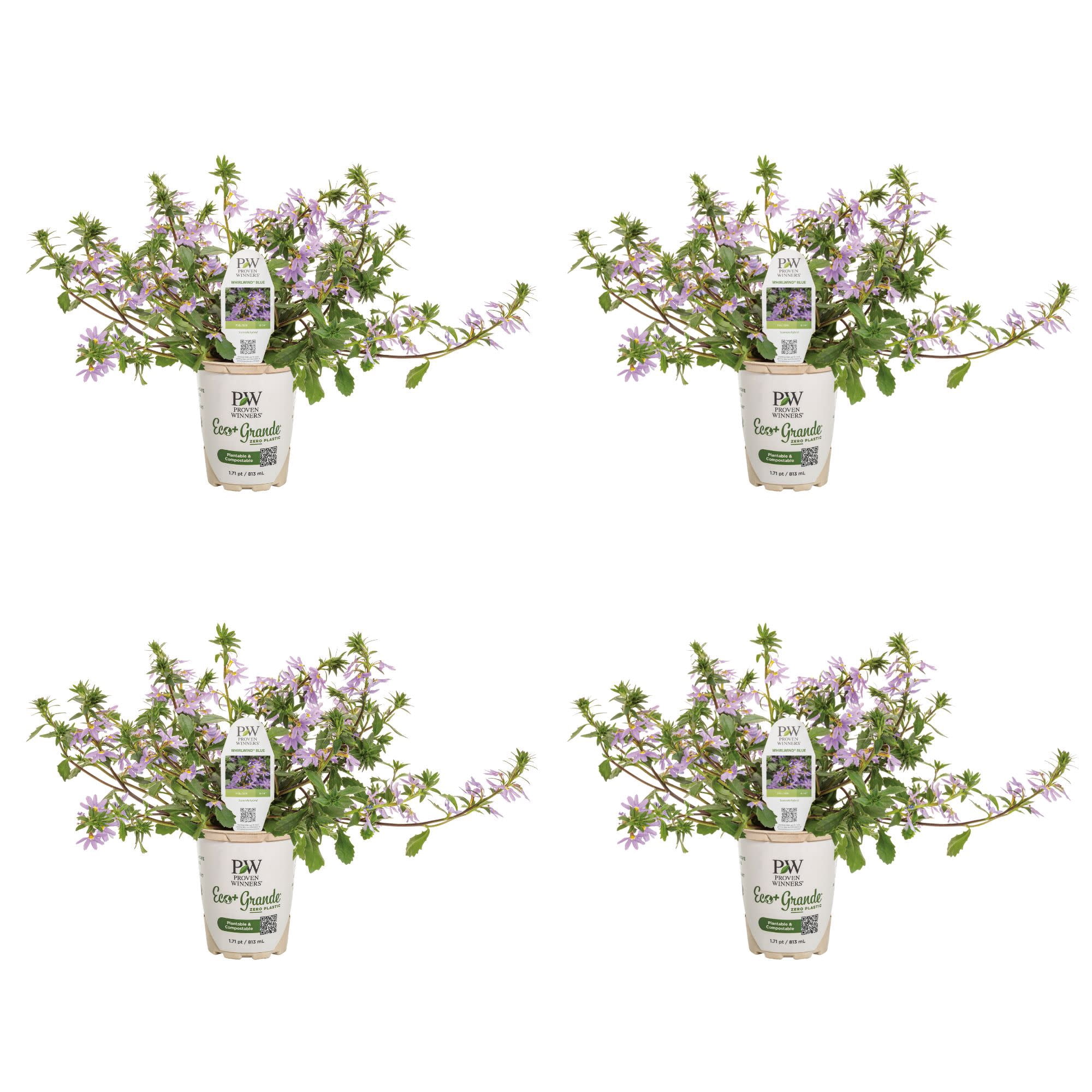 Proven Winners 4" Whirlwind Blue Fan Flower Live Plant in 4.25" Pot (4 Count)