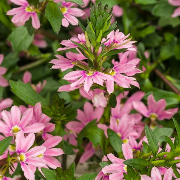 Proven Winners 6" Whirlwind Pink Fan Flower (Scaevola aemula) Annual Live Plant in 4.94" Eco+ Grande Pots (4 Count)