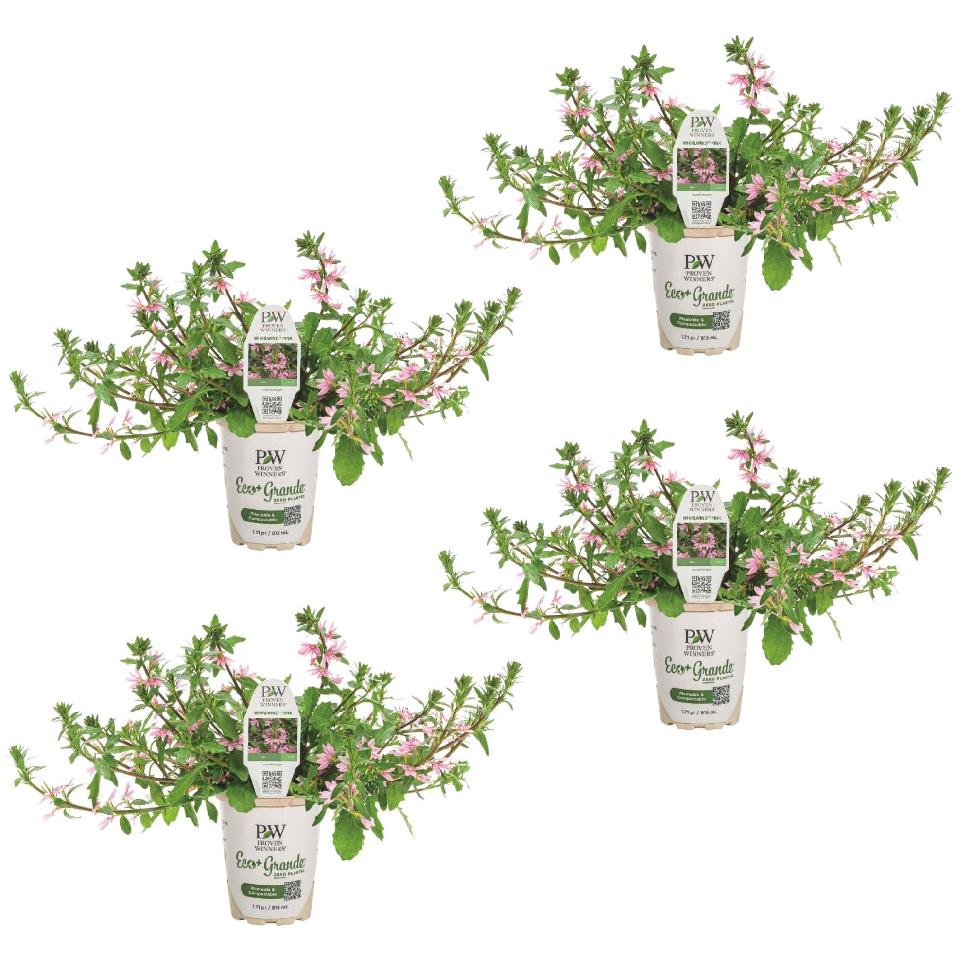 Proven Winners 4" Whirlwind Pink Fan Flower Live Plant in 4.25" Pot (4 Count)