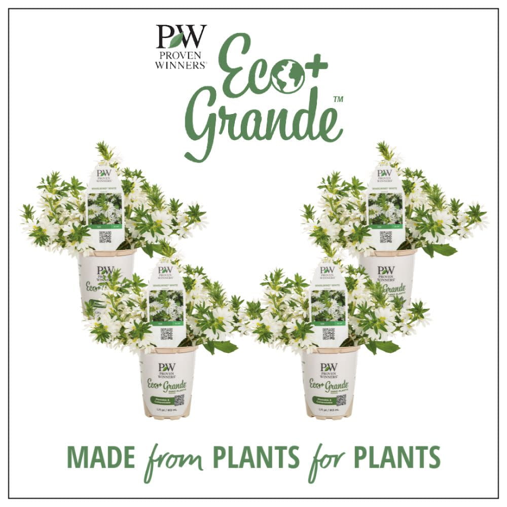 Proven Winners 6" Whirlwind White Fan Flower (Scaevola aemula) Annual Live Plant in 4.94" Eco+ Grande Pots (4 Count)