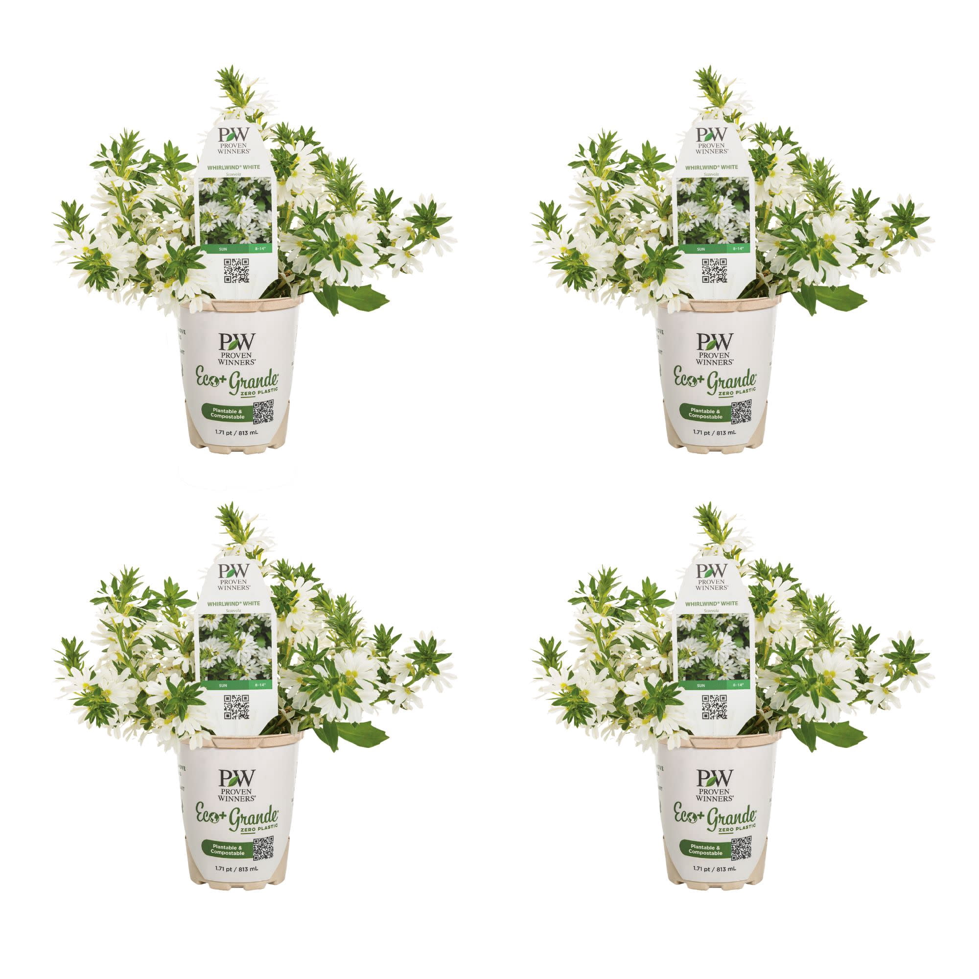 Proven Winners 4" Whirlwind White Fan Flower Live Plant in 4.25" Pot (4 Count)