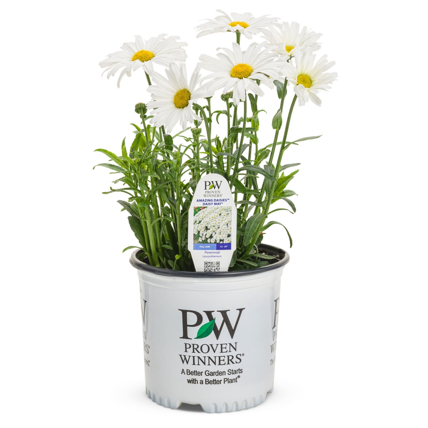 Proven Winners Amazing Daisies Shasta Daisy - Thumbnail 3