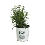 Proven Winners 6" White Amazing Daisies 'Spun Silk' Shasta Daisy (Leucanthemum superbum) Perennial Live Plant in 5" Pot