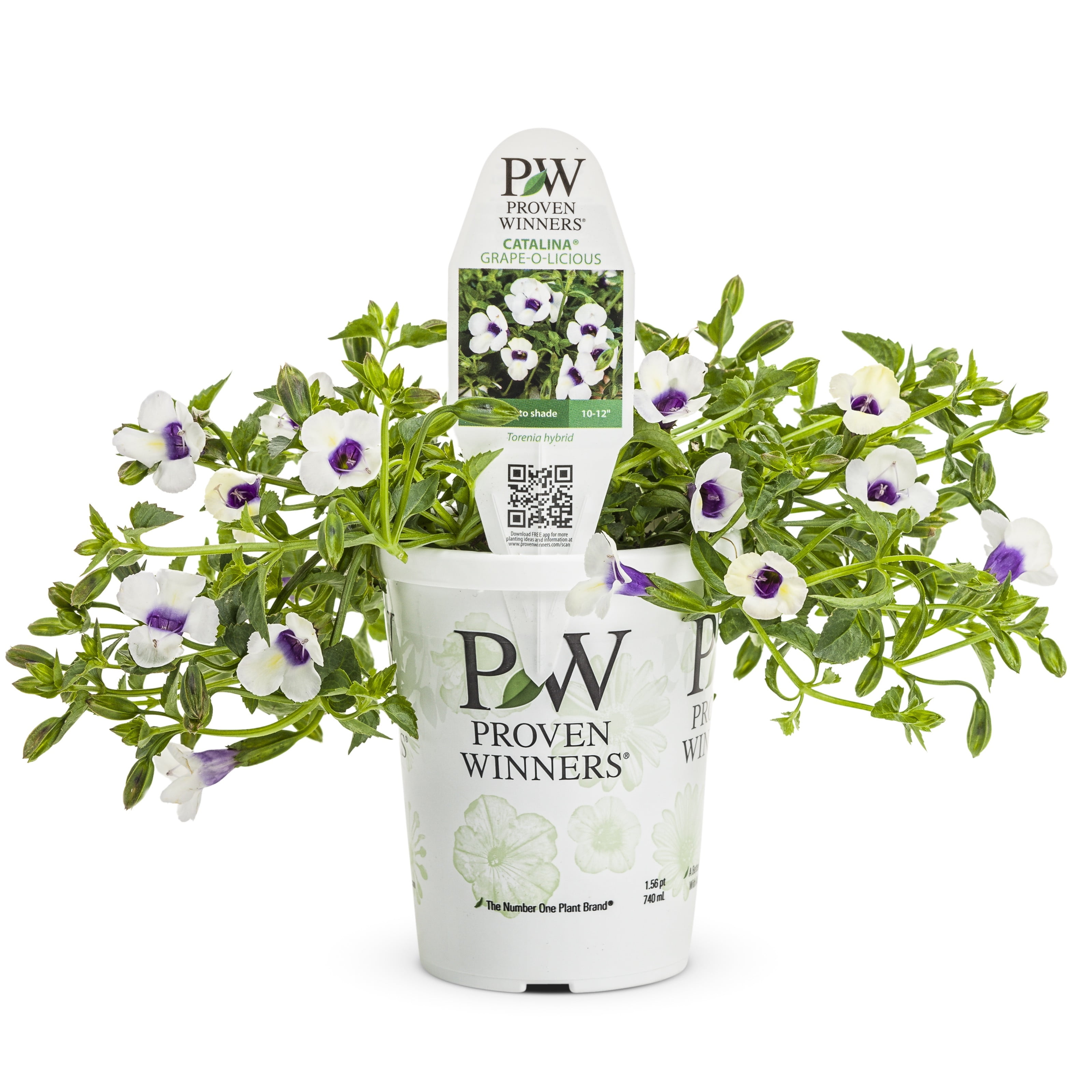 Proven Winners 6" White Catalina Grape-o-licious Wishbone Flower (Torenia hybrid) Annual Live Plant in 4.94" Eco+ Grande Pots (4 Count)