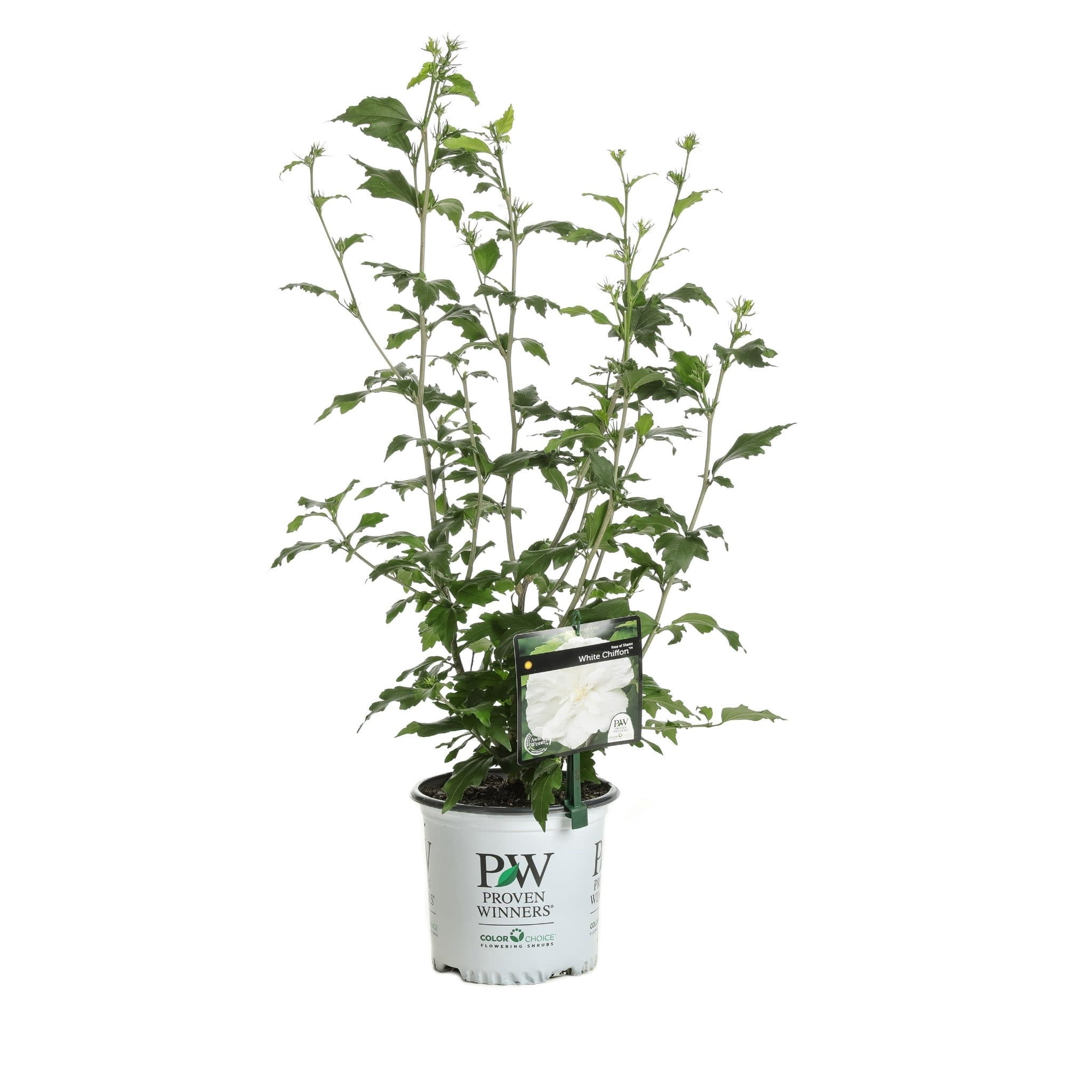 Proven Winners ColorChoice 6" White Chiffon Rose of Sharon Live Plant in 7.5" Pot