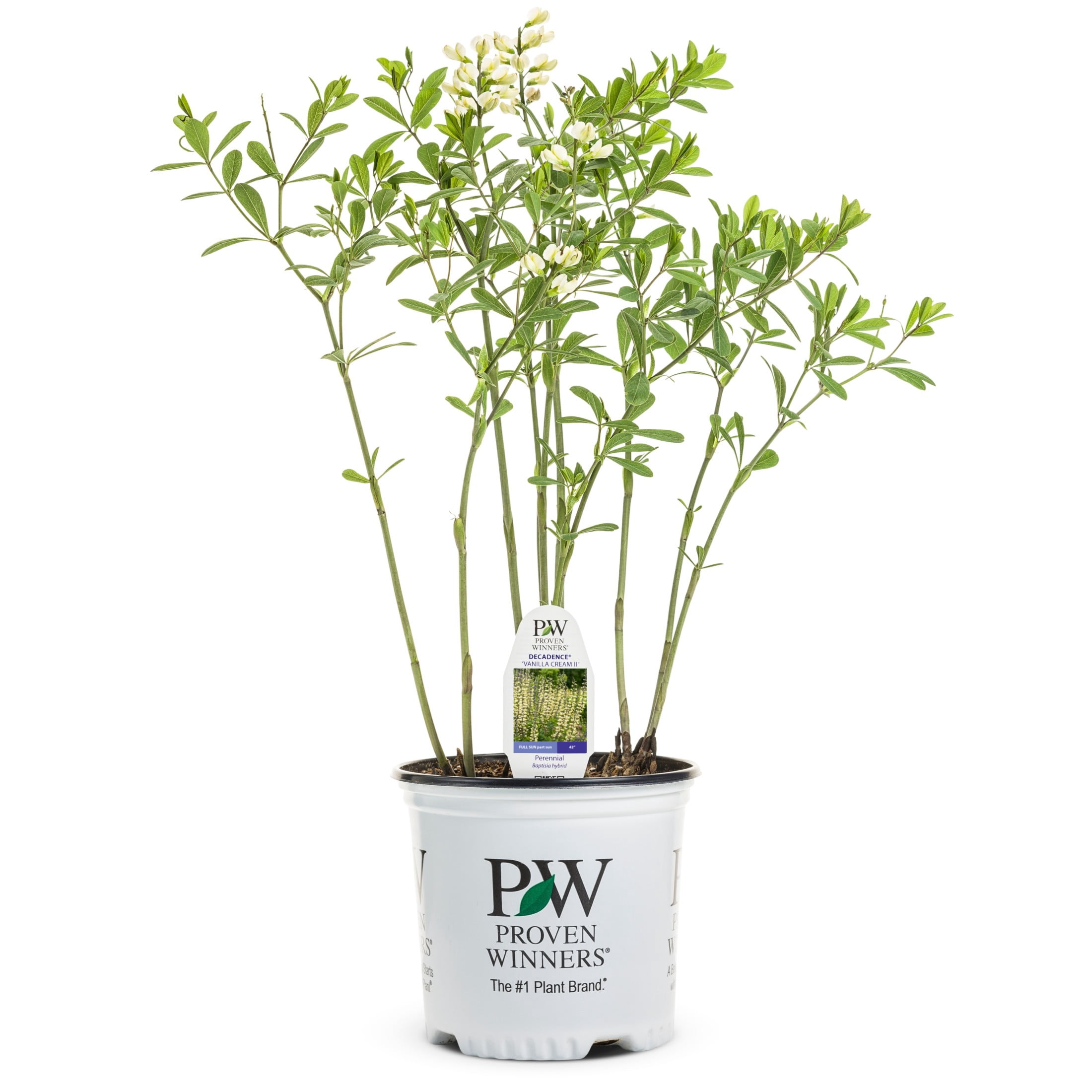 Proven Winners 6" White Decadence 'Vanilla Cream II' False Indigo Live Plant in 7.5" Pot