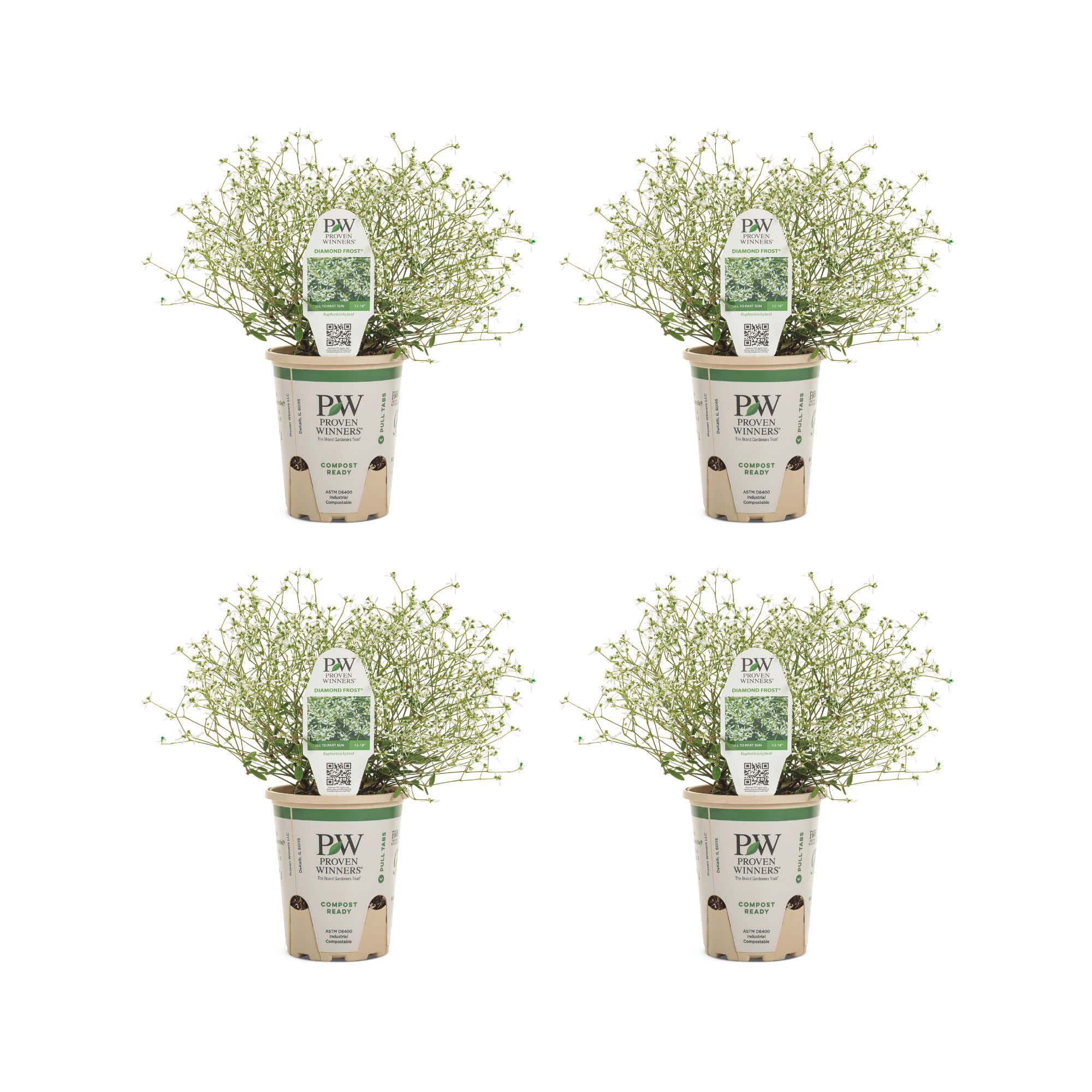 Proven Winners 4" White Diamond Frost Euphorbia Live Plant in 4.25" Pot (4 Count)