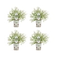 thumbnail image 1 of Proven Winners 4" White Diamond Snow Euphorbia Live Plant in 4.25" Pot (4 Count), 1 of 9