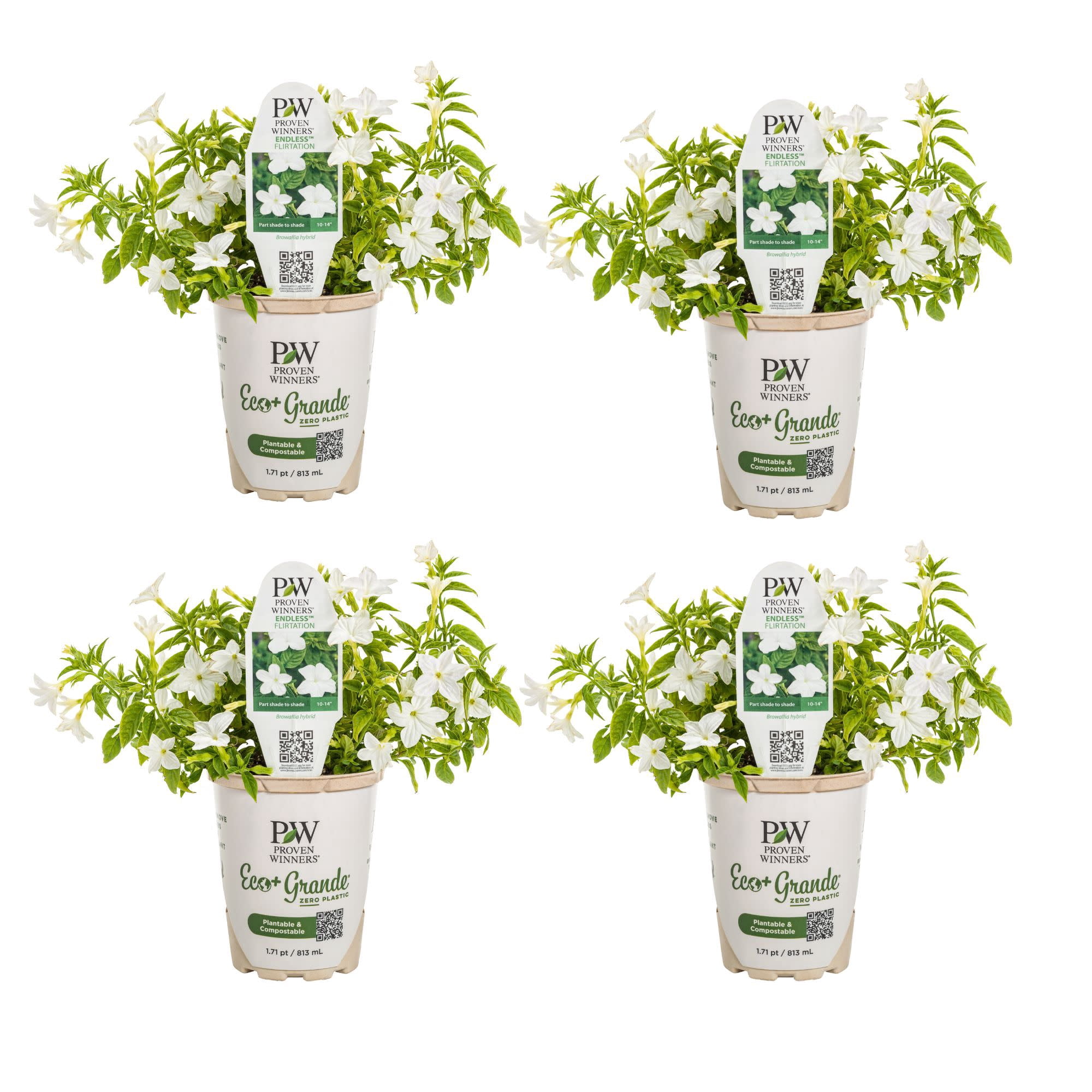 Proven Winners 4" White Endless Flirtation Bush Violet Live Plant in 4.25" Pot (4 Count)