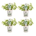 thumbnail image 1 of Proven Winners 4" White Endless Flirtation Bush Violet Live Plant in 4.25" Pot (4 Count), 1 of 8
