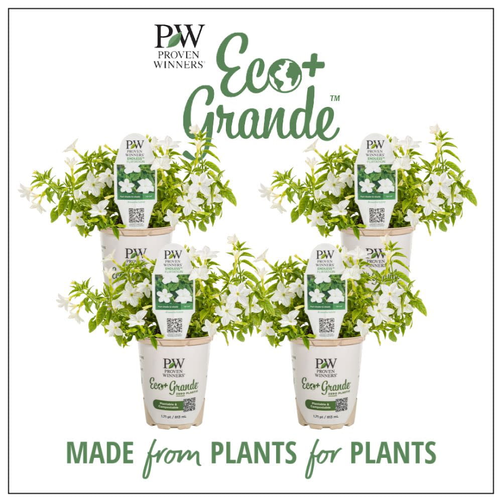 Proven Winners 6" White Endless Flirtation Bush Violet (Browallia hybrid) Annual Live Plant in 4.94" Eco+ Grande Pots (4 Count)