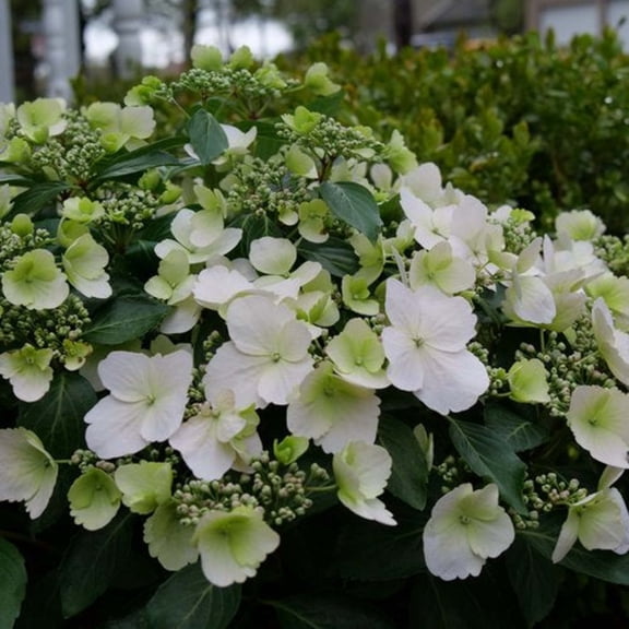 Proven Winners ColorChoice 6" White Fairytrail Bride Cascade Hydrangea Live Plant in 7.5" Pot