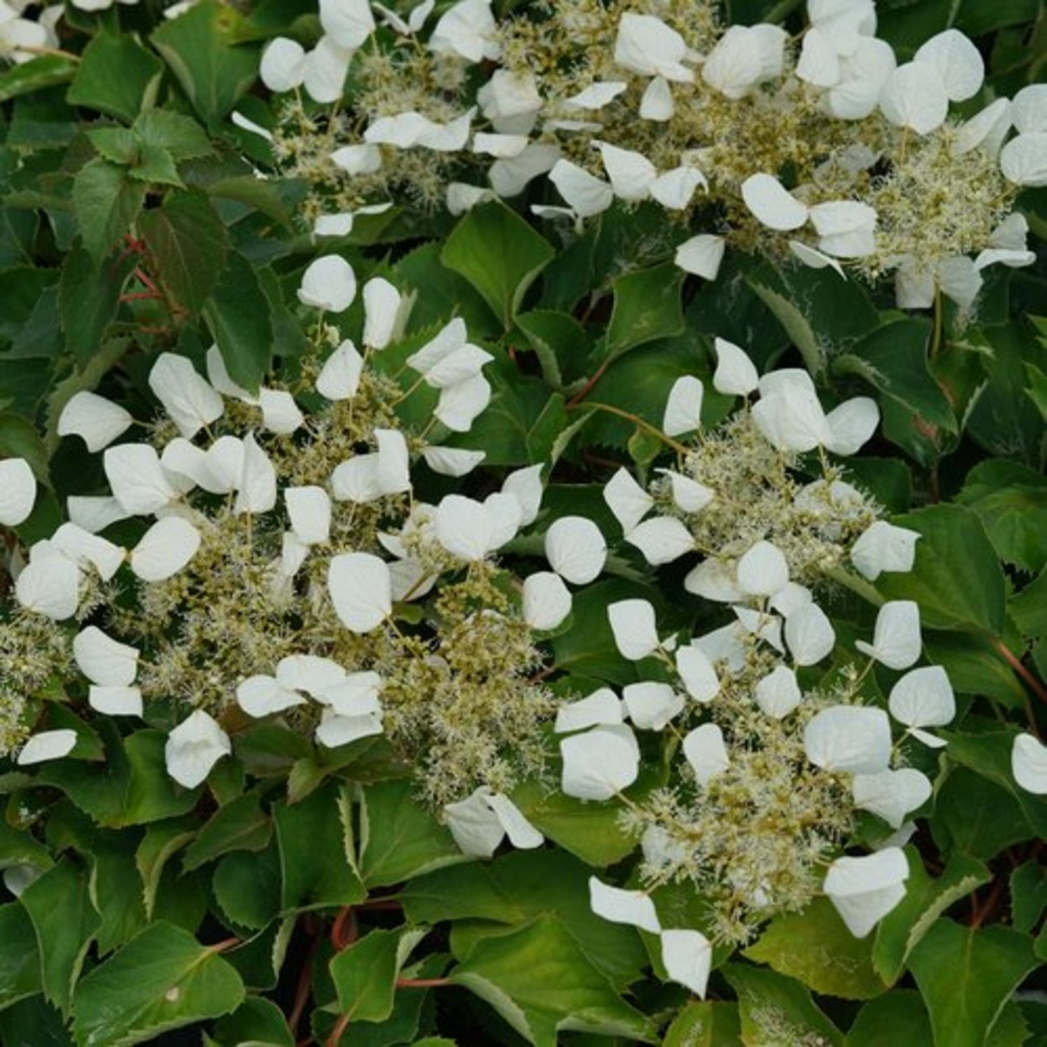 Proven Winners ColorChoice 6" White Flirty Girl False Hydrangea-Vine Live Plant in 7.5" Pot
