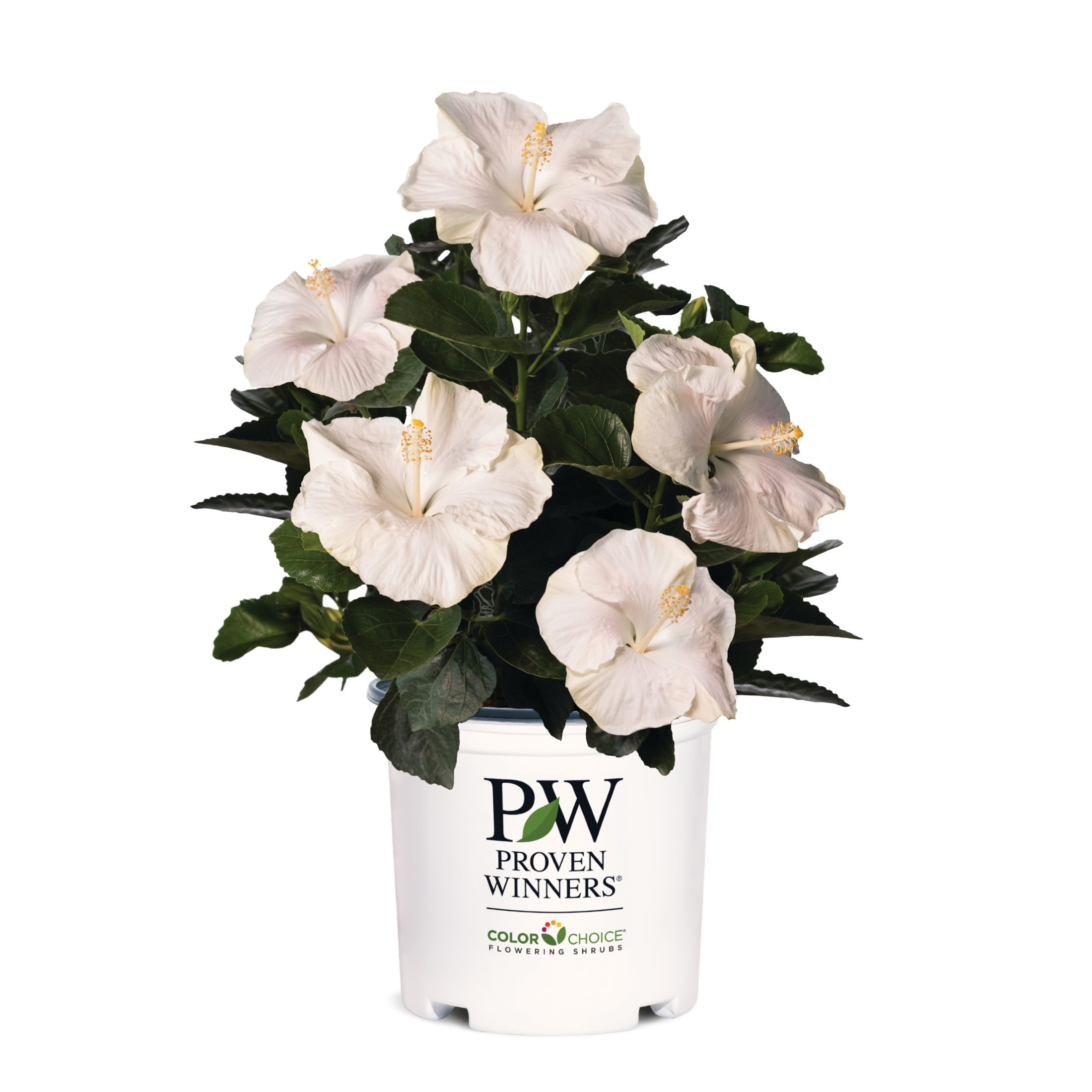 Proven Winners ColorChoice 6" White Hollywood Hibiscus Earth Angel Tropical Hibiscus Live Plant in 7.5" Pot