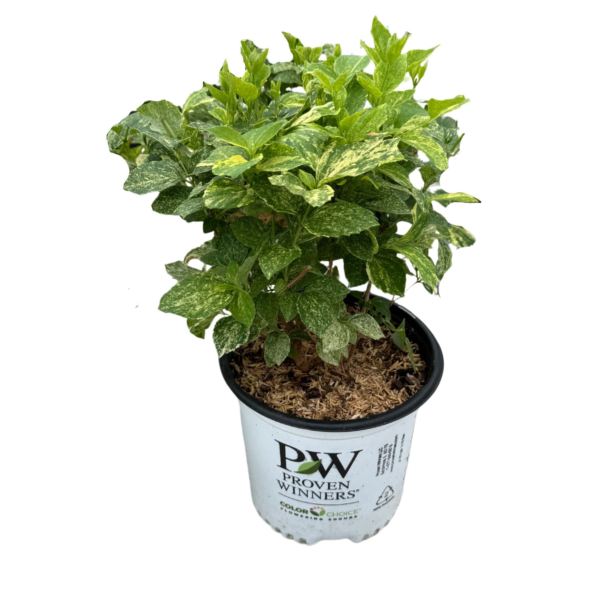 Proven Winners ColorChoice 6" White Illuminati Sparks Mockorange Live Plant in 7.5" Pot