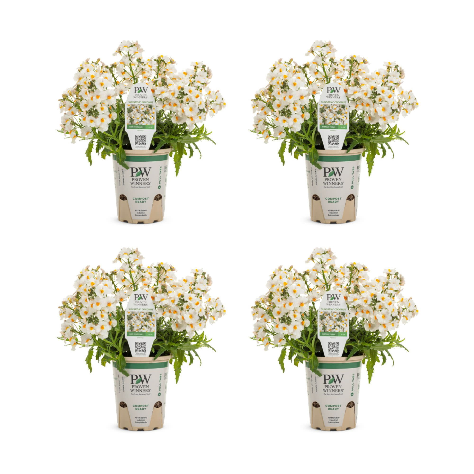 Proven Winners 4" White Sunsatia Coconut Nemesia Live Plant in 4.25" Pot (4 Count)