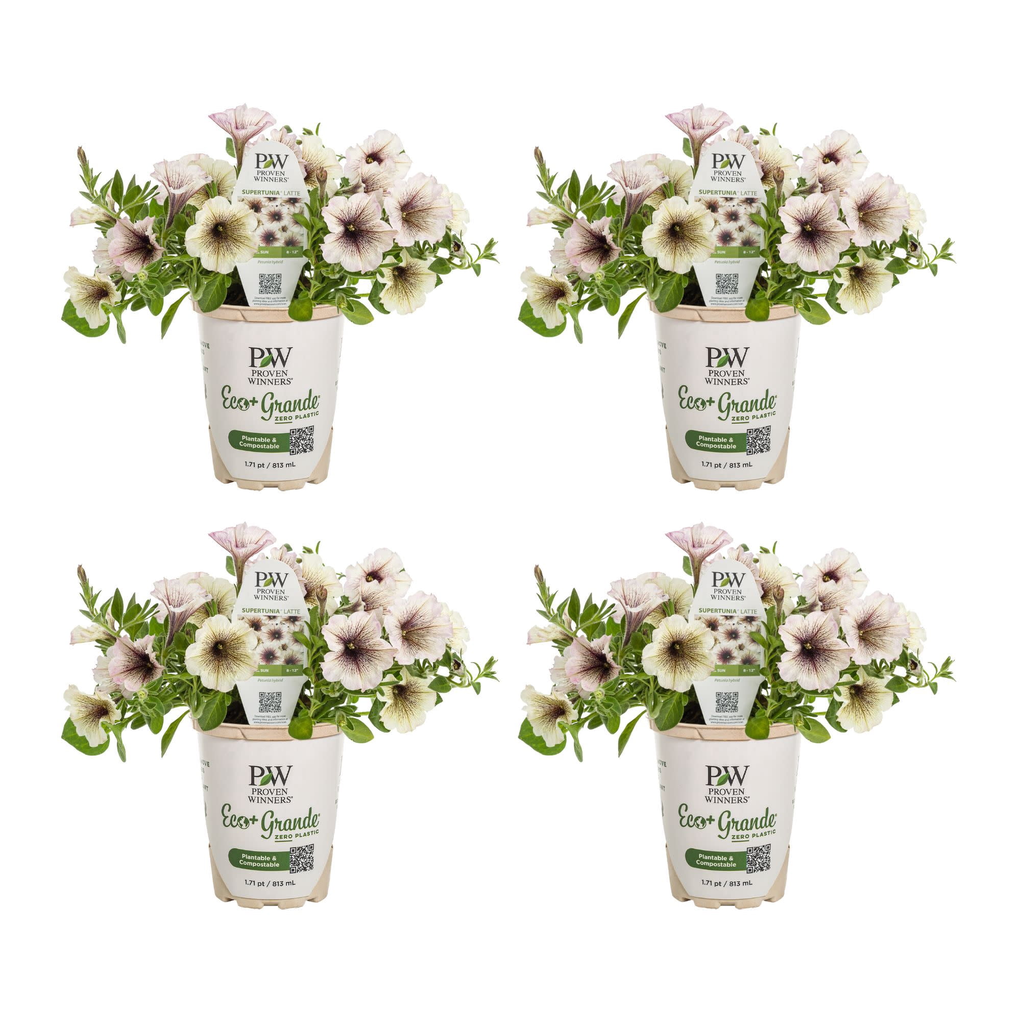 Proven Winners 4" White Supertunia Latte Petunia Live Plant in 4.25" Pot (4 Count)
