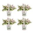 thumbnail image 1 of Proven Winners 4" White Supertunia Latte Petunia Live Plant in 4.25" Pot (4 Count), 1 of 8