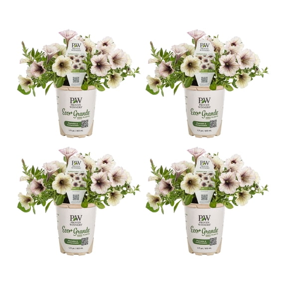 Proven Winners 4" White Supertunia Latte Petunia Live Plant in 4.25" Pot (4 Count)