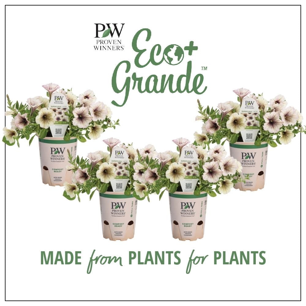 Proven Winners 6" White Supertunia Latte Petunia (Petunia hybrid) Annual Live Plant in 4.94" Eco+ Grande Pots (4 Count)
