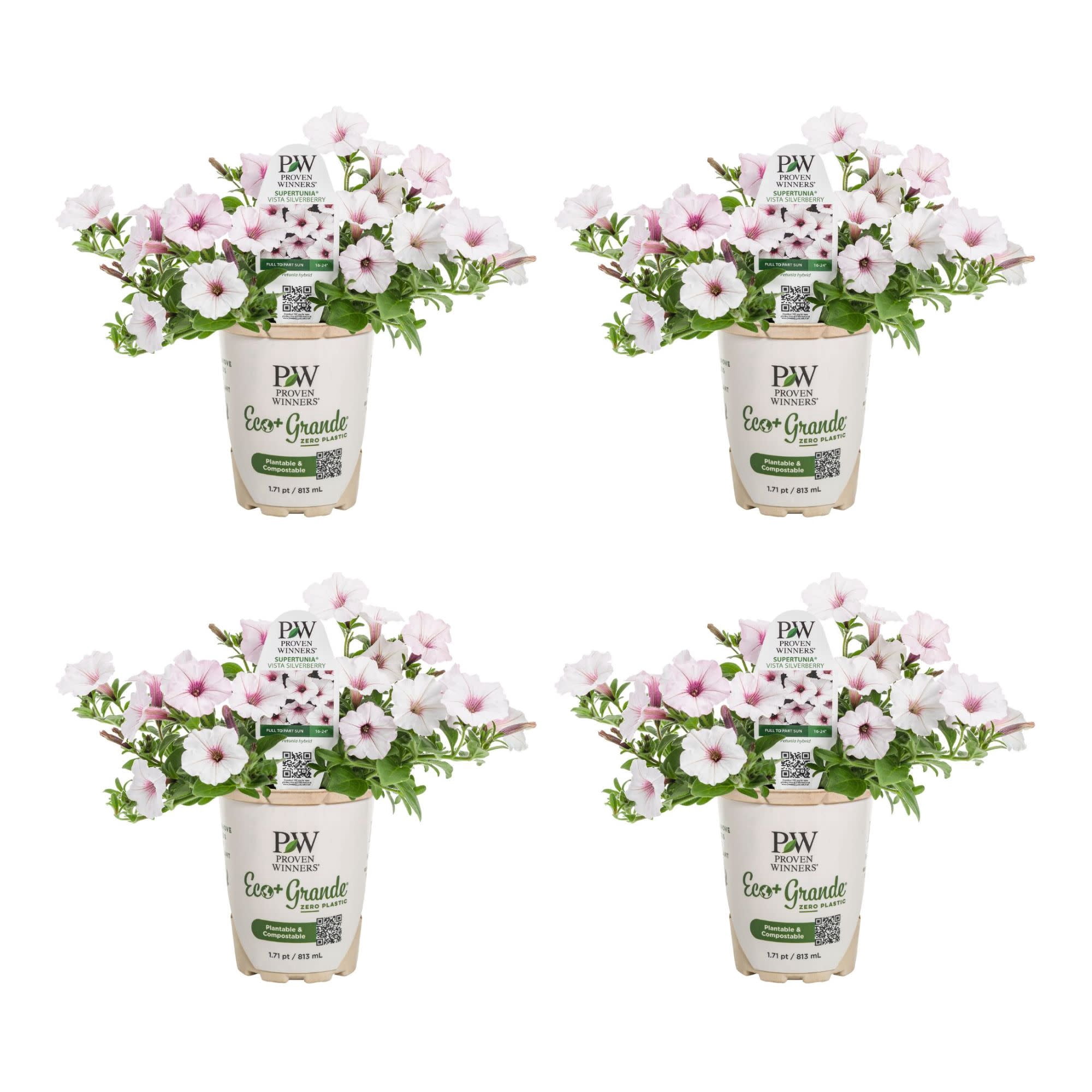 Proven Winners 4" White Supertunia Vista Silverberry Petunia Live Plant in 4.25" Pot (4 Count)