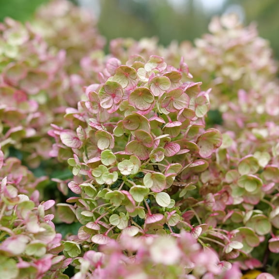 Proven Winners ColorChoice 6" White Tiny Quick Fire Panicle Hydrangea Live Plant in 7.5" Pot