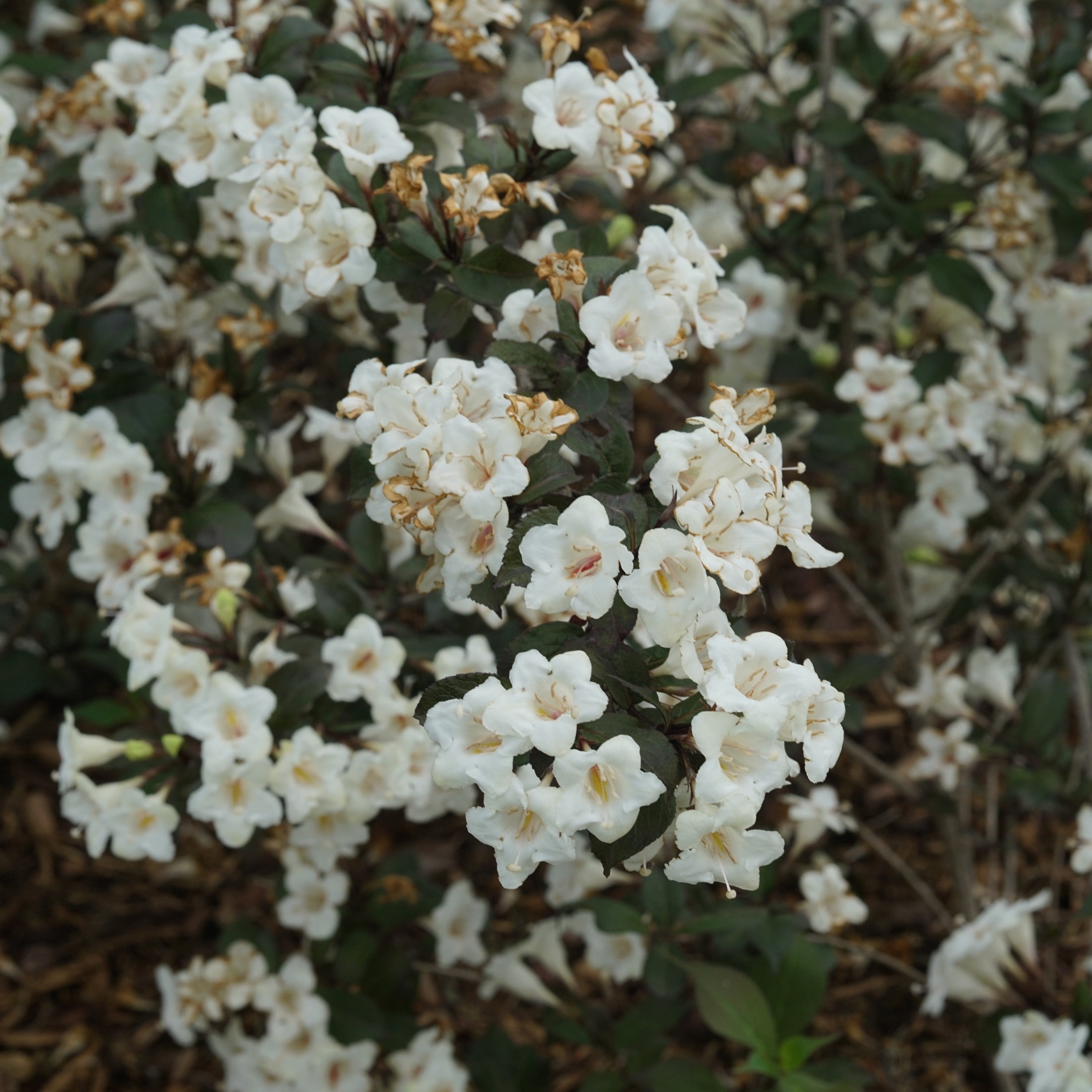Proven Winners ColorChoice 6" White Wine & Spirits Weigela Live Plant in 7.5" Pot