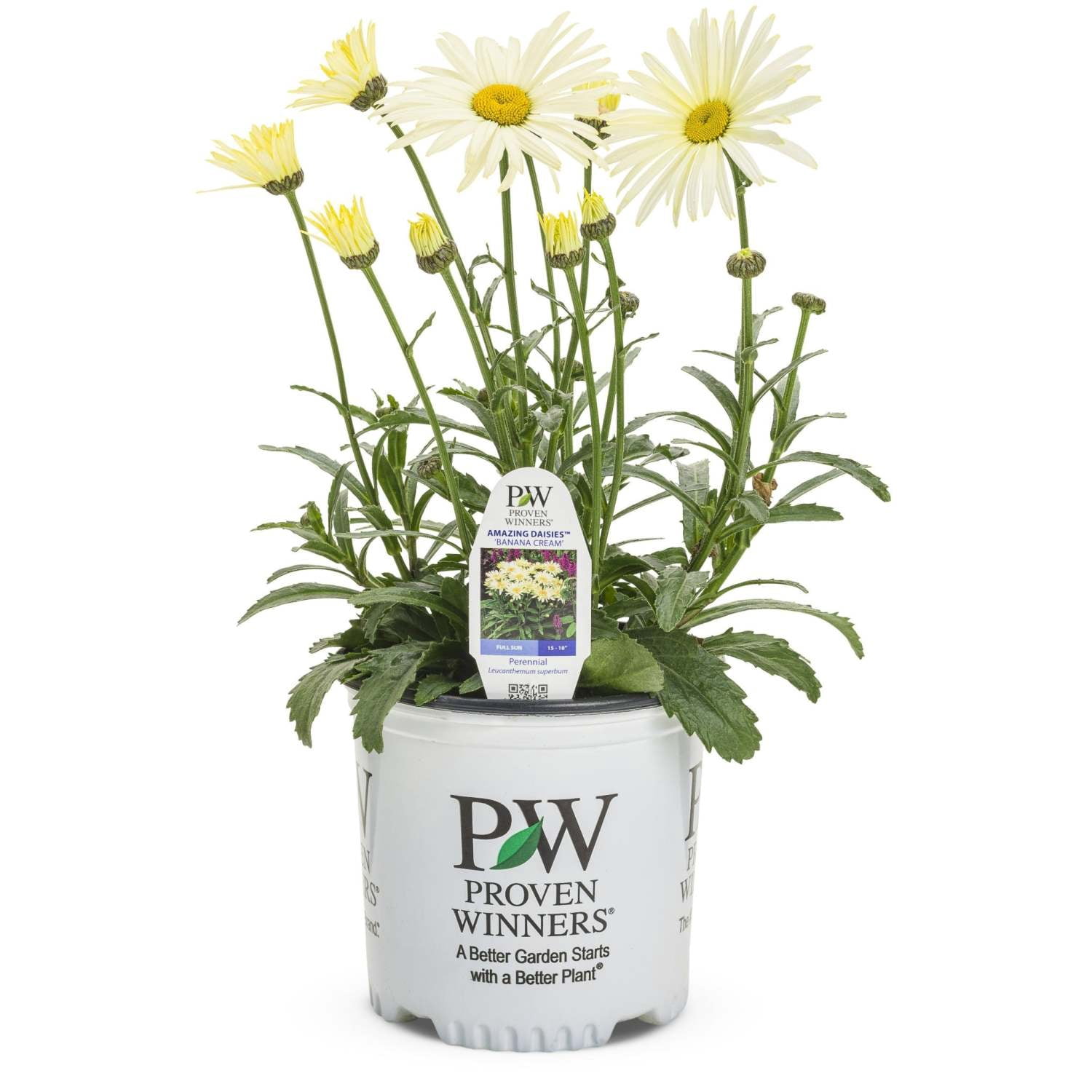 Proven Winners 5" Yellow Amazing Daisies 'Banana Cream II' Shasta Daisy Live Plant in 4.5" Pot