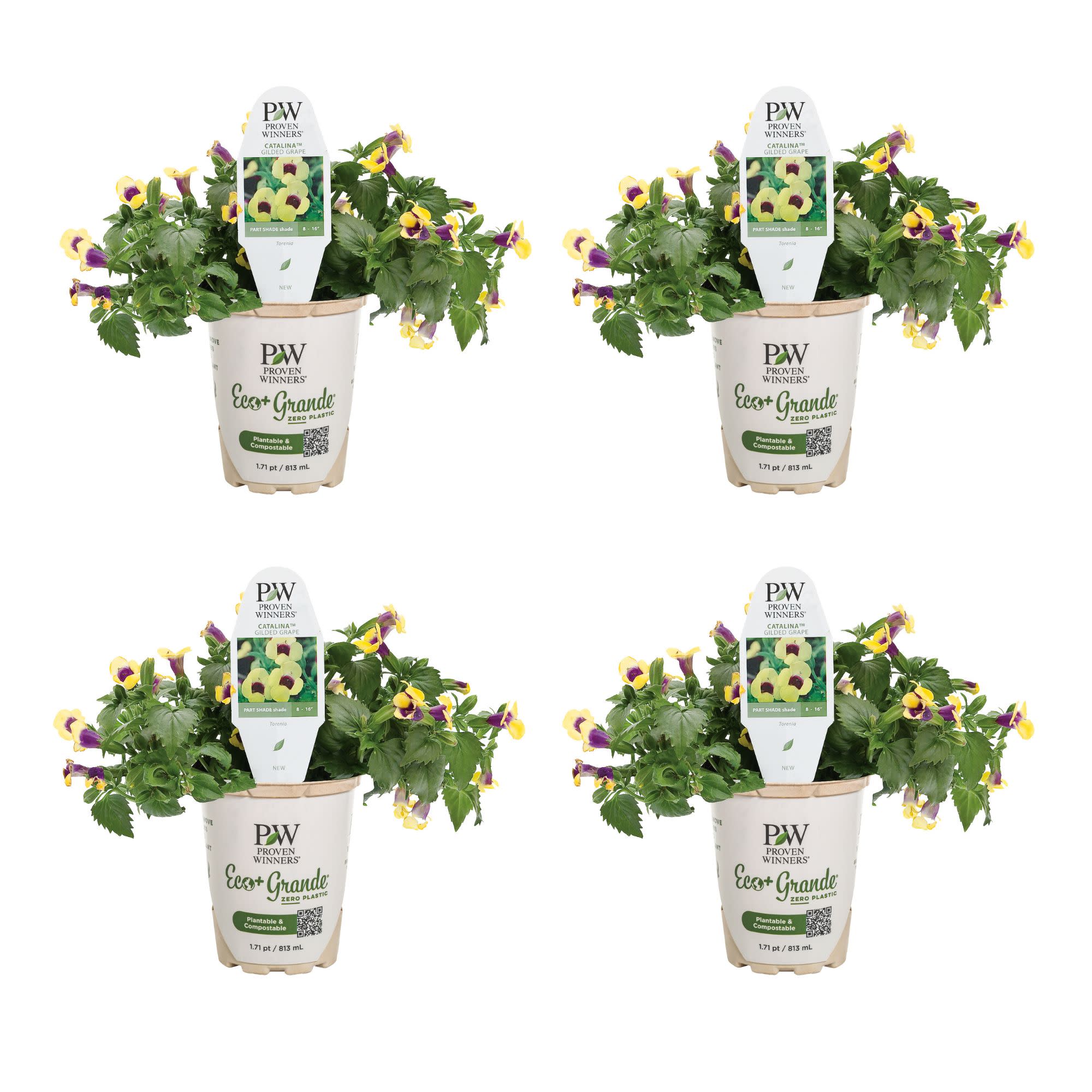 Proven Winners 4" Yellow Catalina Gilded Grape Wishbone Flower Live Plant in 4.25" Pot (4 Count)