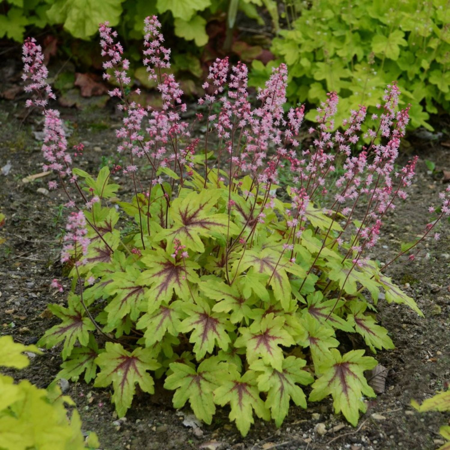 Proven Winners 6" Yellow Fun and Games 'Eye Spy' Foamy Bells Live Plant in 6.5" Pot