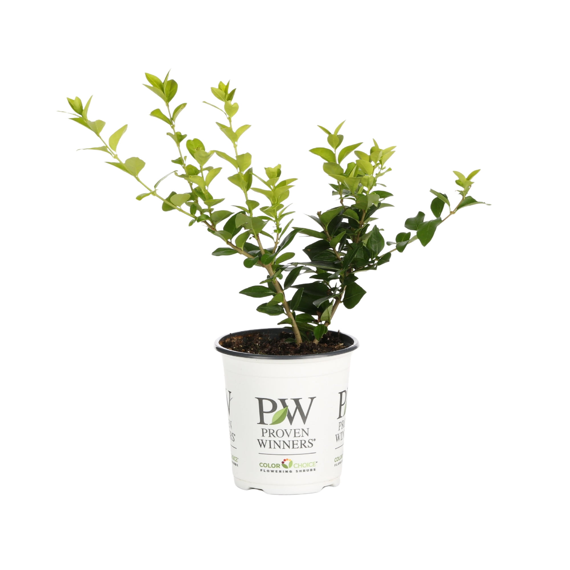Proven Winners ColorChoice 6" Yellow Golden Ticket Privet Live Plant in 7.5" Pot