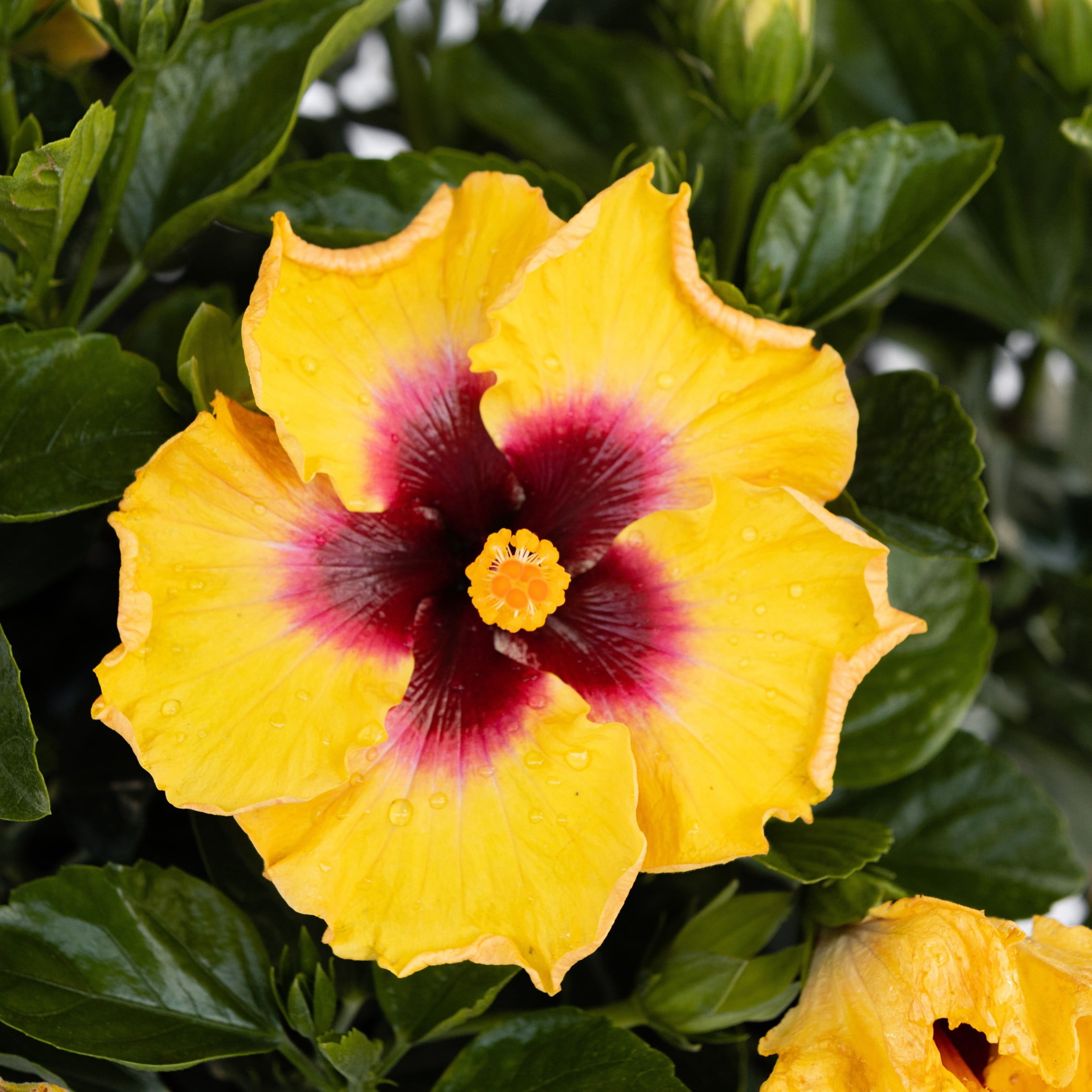 Proven Winners ColorChoice 6" Yellow Hollywood Hibiscus Rico Suave Tropical Hibiscus Live Plant in 7.5" Pot