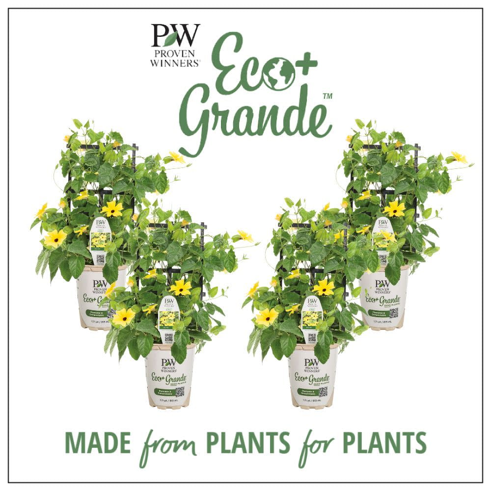 Proven Winners 6" Yellow Lemon A-Peel Black-Eyed Susan Vine (Thunbergia alata) Annual Live Plant in 4.94" Eco+ Grande Pots (4 Count)
