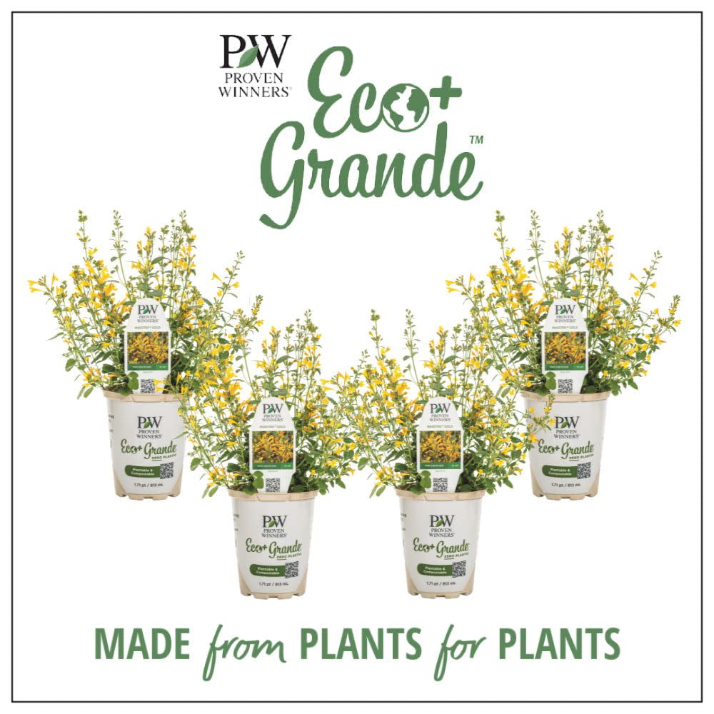 Proven Winners 6" Yellow 'Maestro Gold' Hyssop (Agastache hybrid) Annual Live Plant in 4.94" Eco+ Grande Pots (4 Count)