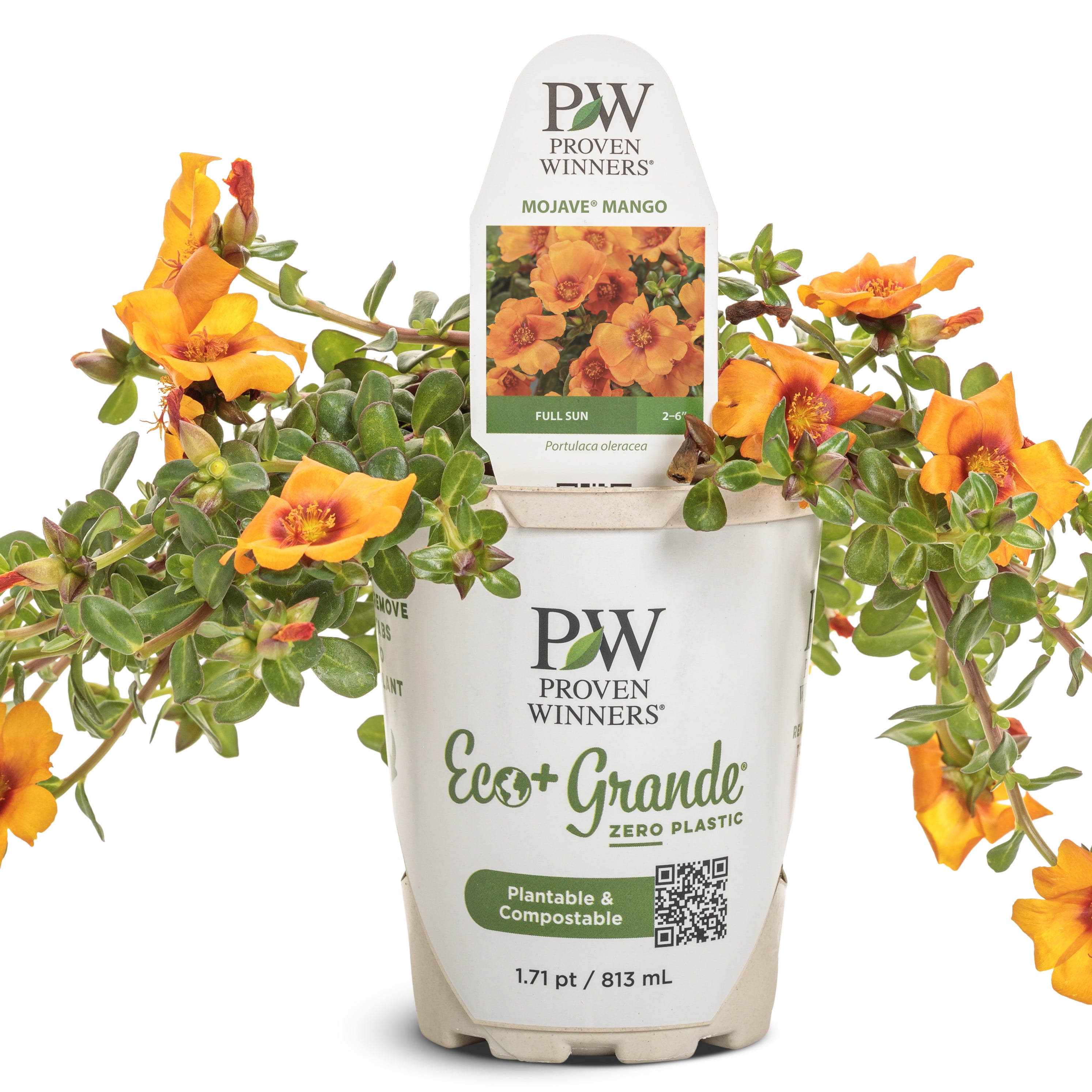Proven Winners 6" Yellow Mojave Mango Purslane (Portulaca oleracea) Annual Live Plant in 4.94" Eco+ Grande Pots (4 Count)