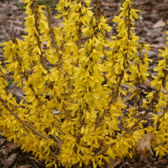 Proven Winners ColorChoice 6" Yellow Show Off Sugar Baby Forsythia Live Plant in 7.5" Pot