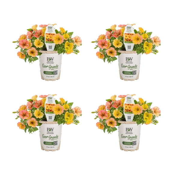 Proven Winners 4" Yellow Supertunia Honey Petunia Live Plant in 4.25" Pot (4 Count)