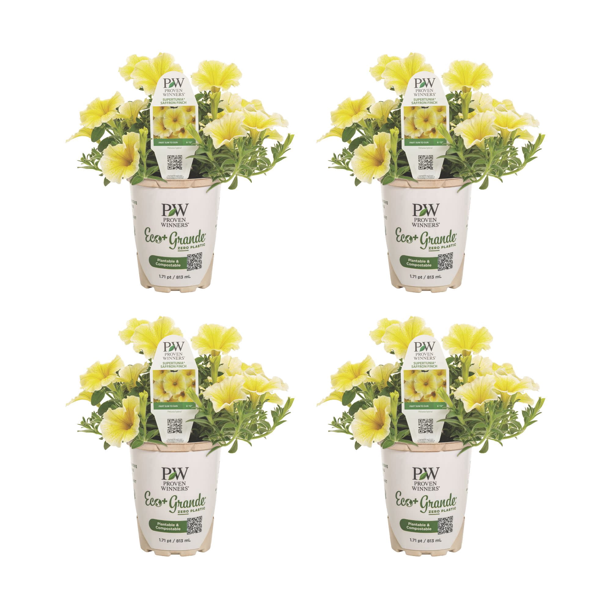 花 sunshine Sanguna® Sunshine | Syngenta Flowers