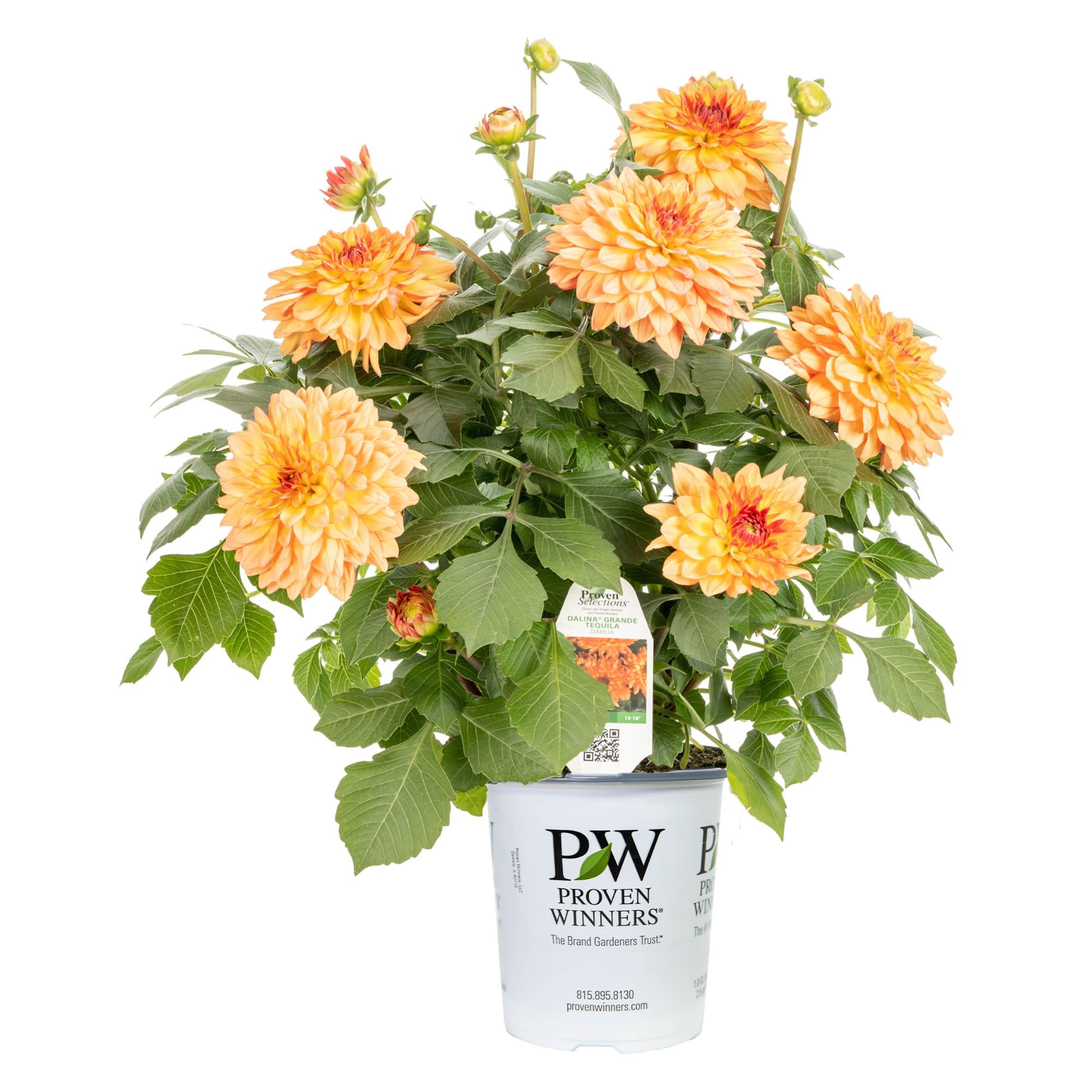 Proven Winners 8" Orange Dalina Grande Tequila Dahlia Live Plant in 6.5" Pot