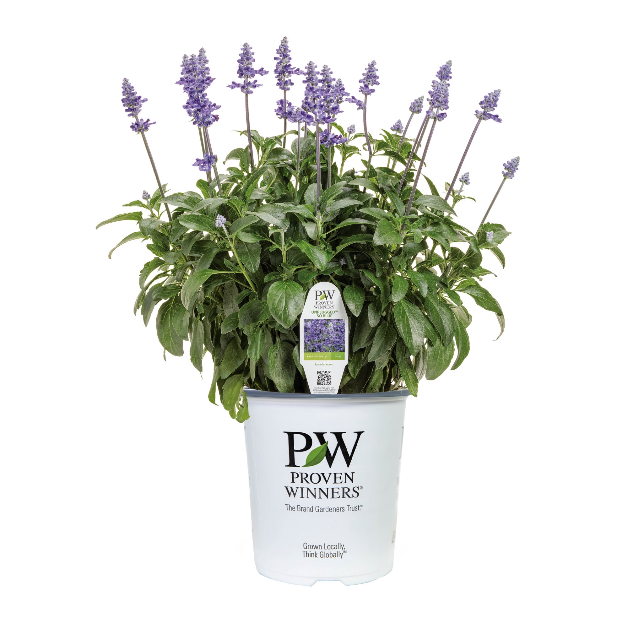 Proven Winners 8" Unplugged So Blue Mealycup Sage Live Plant in 6.5" Pot