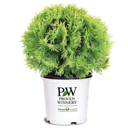 Proven Winners ColorChoice Anna's Magic Ball Arborvitae Live Shrub (2 Gallon)