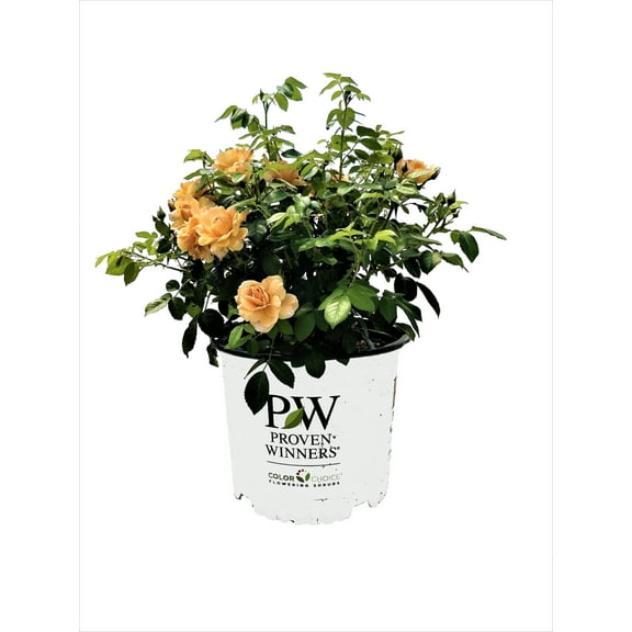 Proven Winners At Last Rose 2 Gallon (Rosa) Sunset-Orange Fully Petaled Tea Rose Fragrant Flowers Are Disease Resistant Live Outdoor Plant