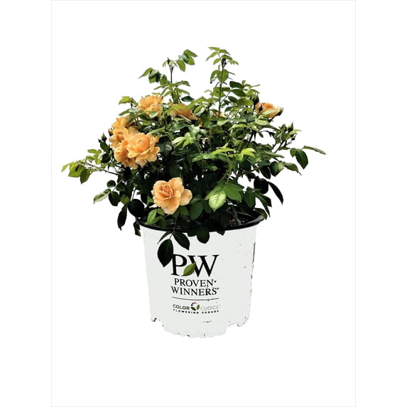 Proven Winners At Last Rose 2 Gallon (Rosa) Sunset-Orange Fully Petaled Tea Rose Fragrant Flowers Are Disease Resistant Live Outdoor Plant