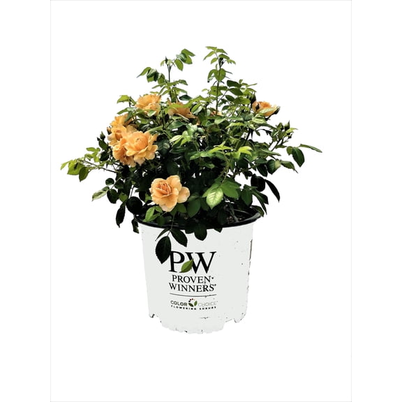 Proven Winners At Last Rose 2 Gallon (Rosa) Sunset-Orange Fully Petaled Tea Rose Fragrant Flowers Are Disease Resistant Live Outdoor Plant