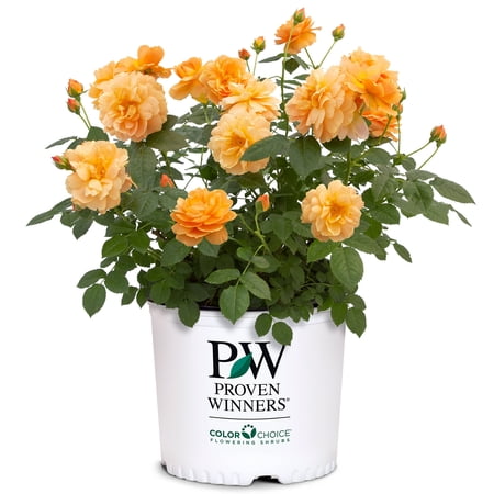 Proven Winners ColorChoice At Last Rose Live Shrub (2 Gallon)