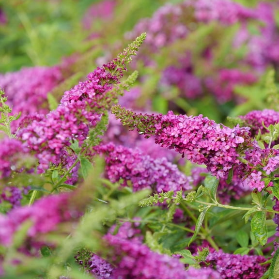 Proven Winners ColorChoice 6" Pink Lo & Behold Ruby Chip Butterfly Bush Live Plant in 7.5" Pot