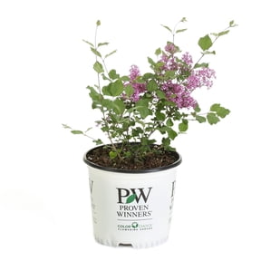 Proven Winners ColorChoice 6" Bloomerang Dark Purple Reblooming Lilac Live Plant in 7.5" Pot