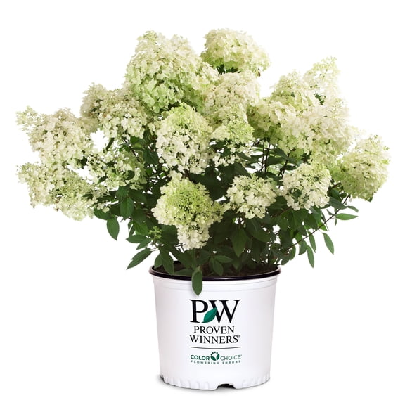 Proven Winners ColorChoice Bobo Hydrangea Live Shrub (2 Gallon)